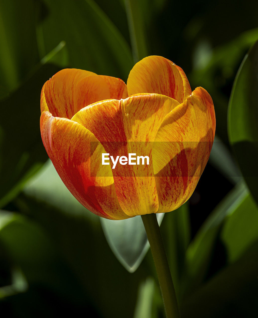 flower, yellow, plant, flowering plant, beauty in nature, close-up, freshness, growth, nature, petal, macro photography, fragility, leaf, flower head, plant stem, plant part, no people, inflorescence, focus on foreground, tulip, orange color, outdoors, botany