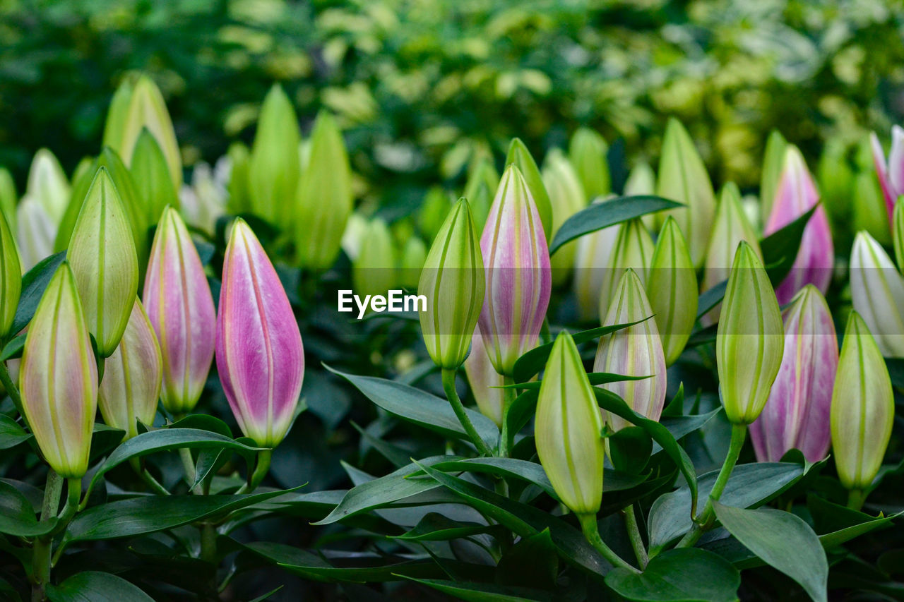 Close-up of purple tulips