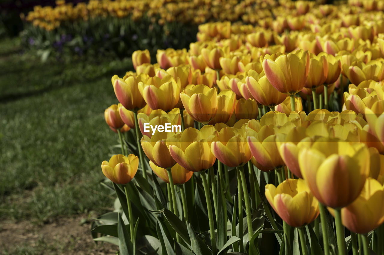 Close-up of yellow tulips on field