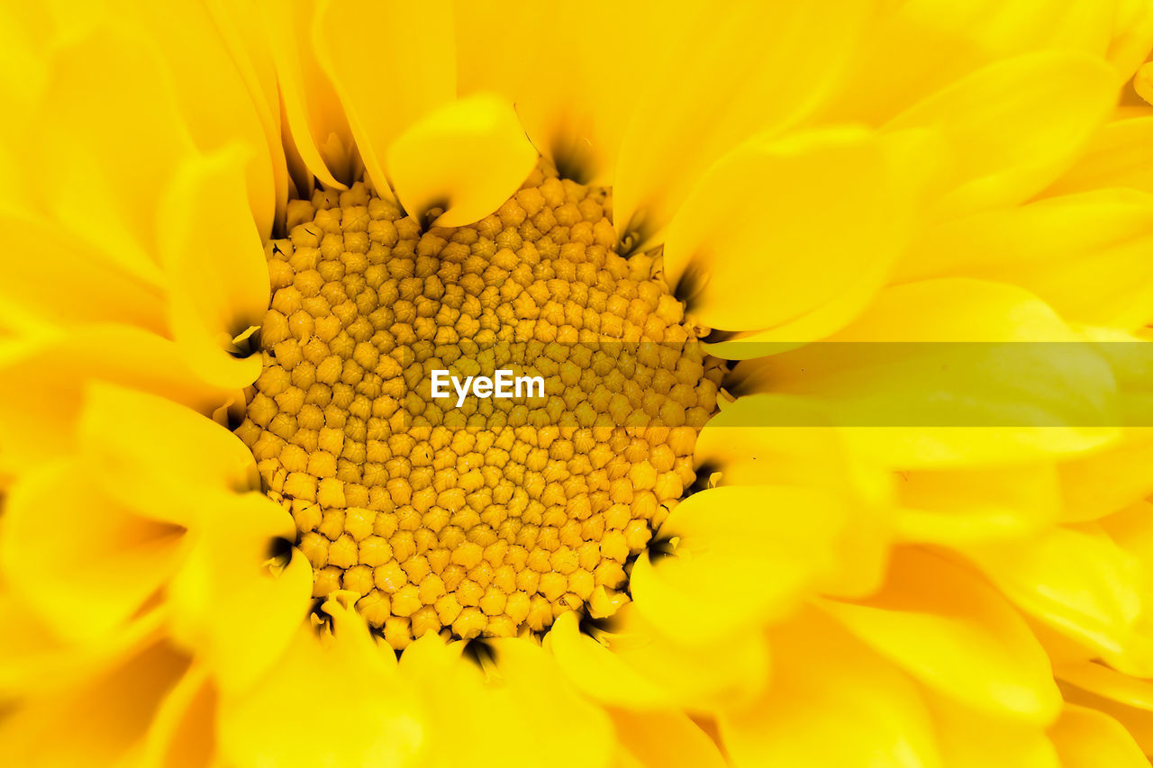 CLOSE-UP OF YELLOW FLOWER