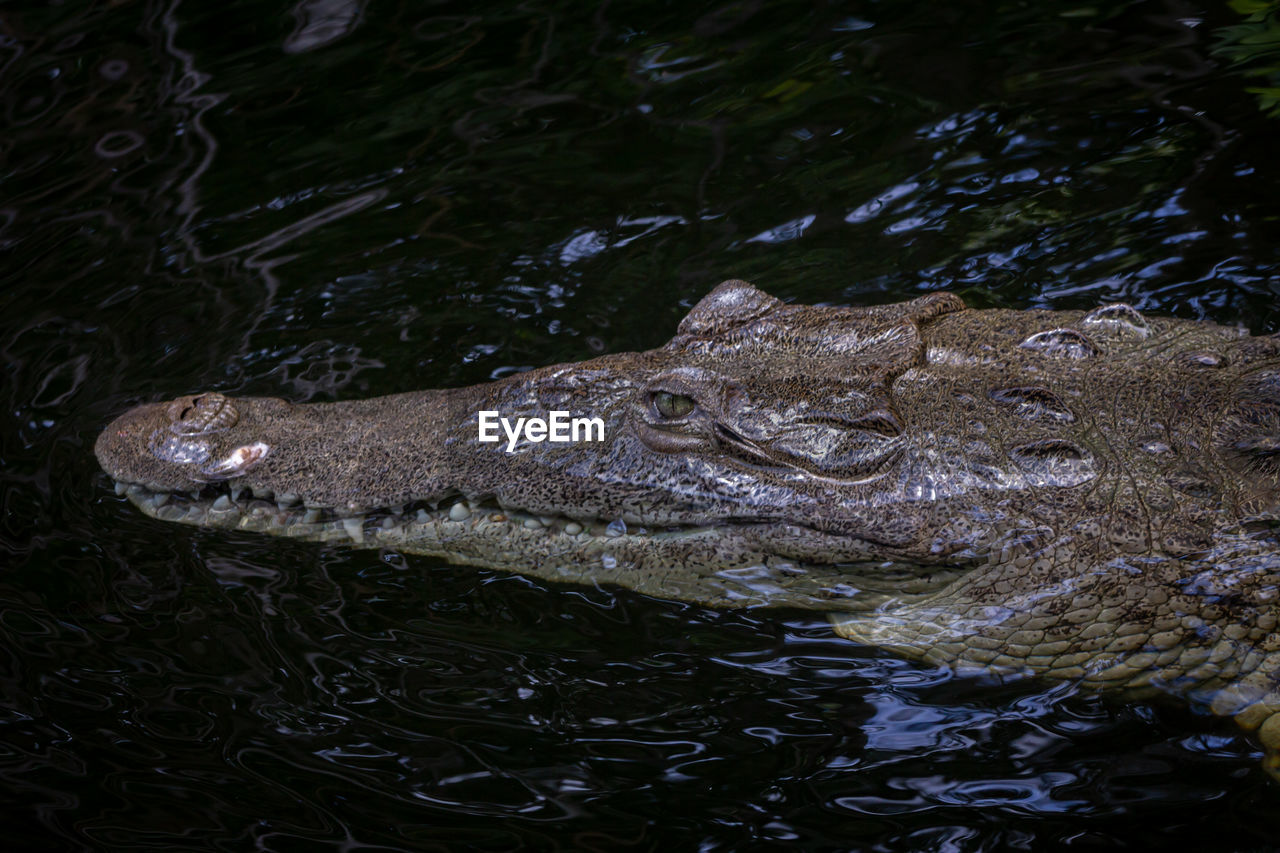 HIGH ANGLE VIEW OF ANIMAL SWIMMING IN LAKE