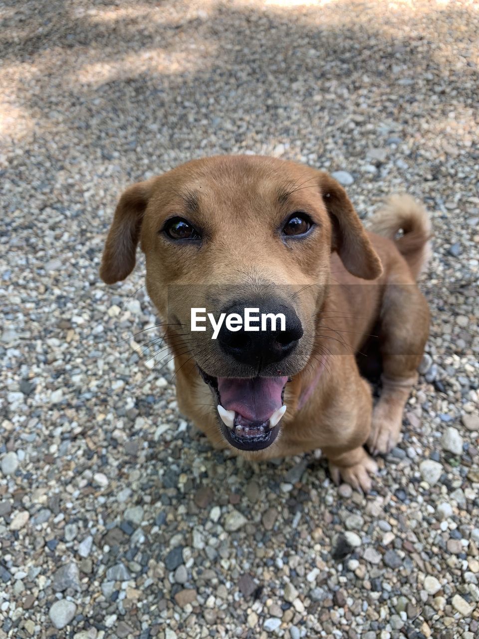 Portrait handsome brown ginger dog