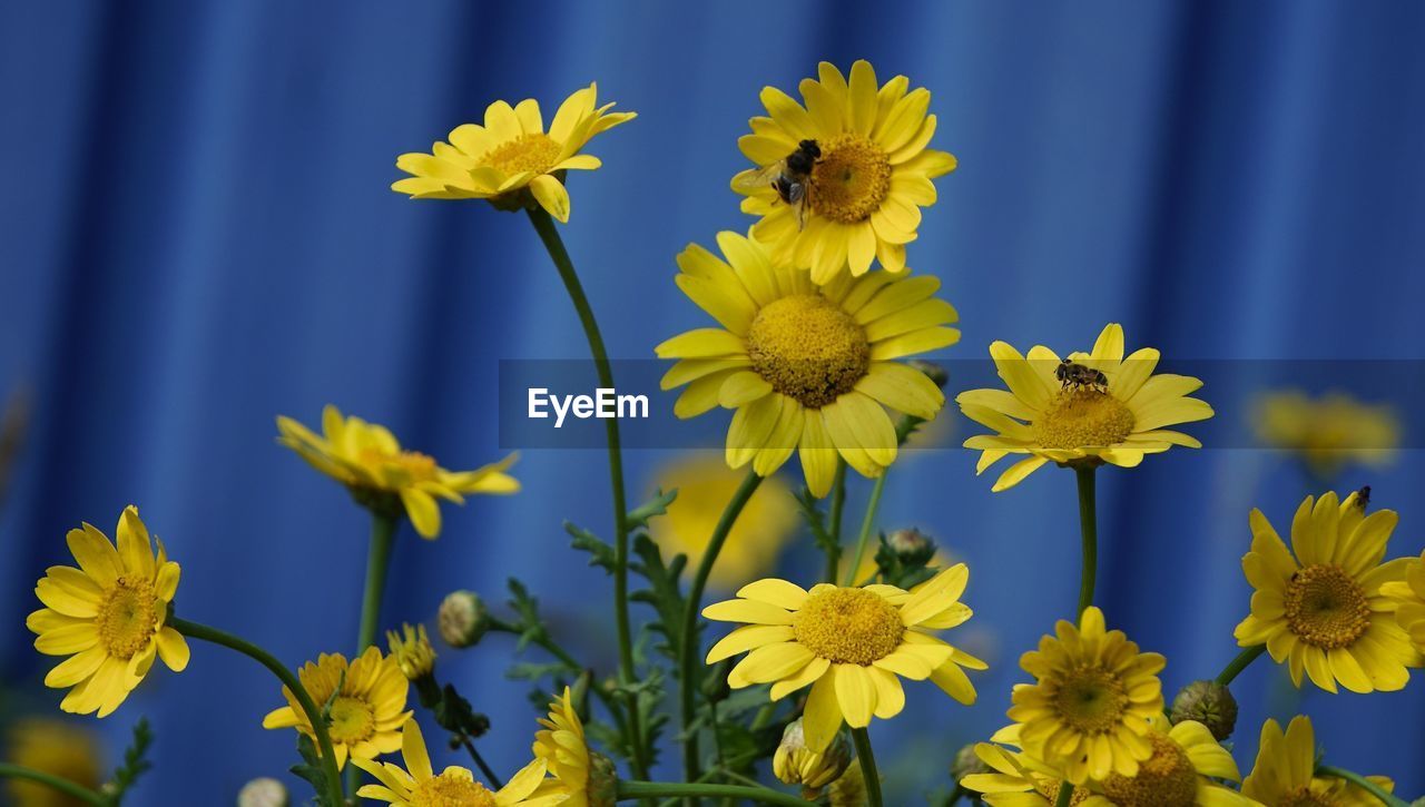 CLOSE-UP OF YELLOW FLOWERING PLANT AGAINST BLUE SKY