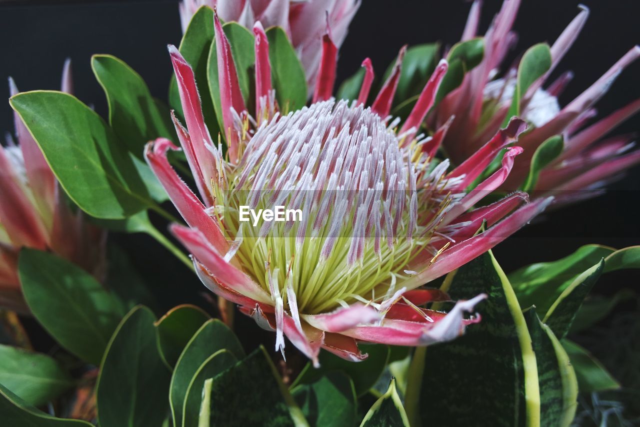 CLOSE-UP OF PINK FLOWER PLANT