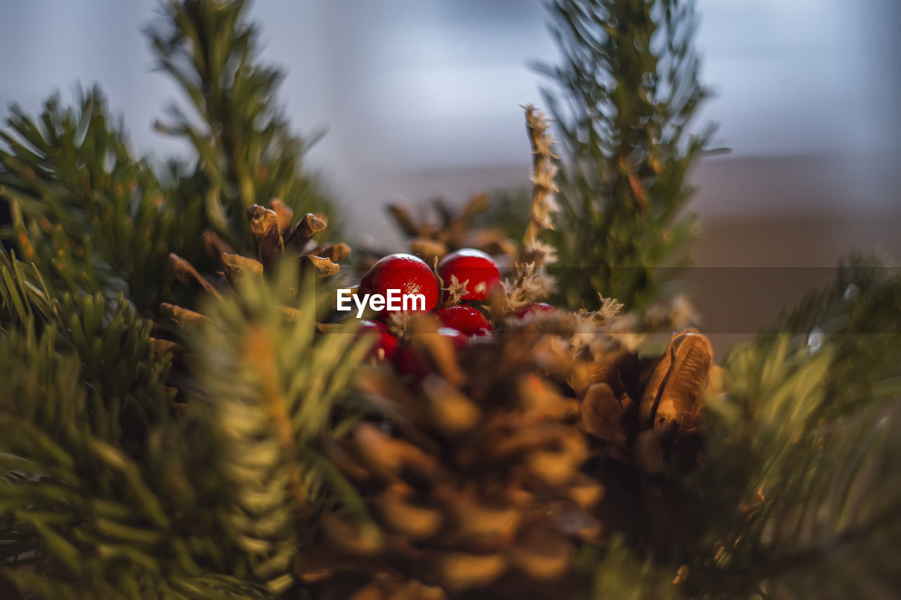 Close-up of pine cone on tree