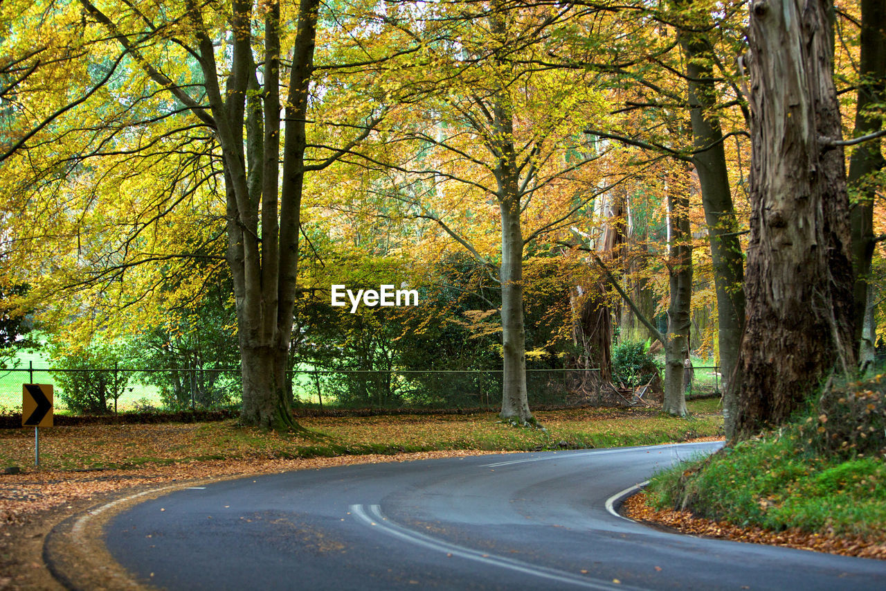 Empty road along trees