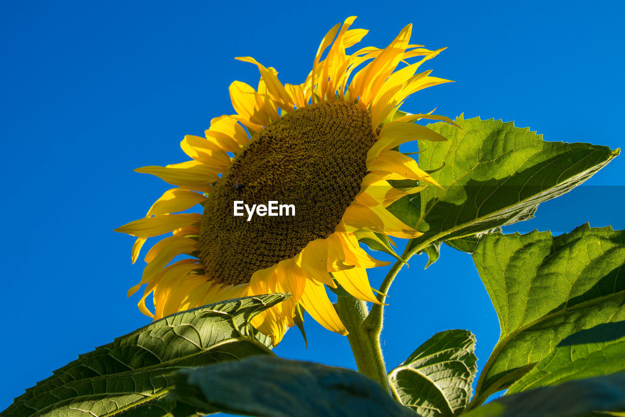 CLOSE-UP OF SUNFLOWER AGAINST CLEAR BLUE SKY