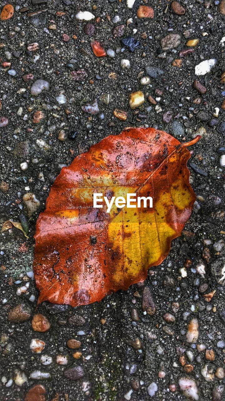 CLOSE-UP OF LEAVES ON TREE