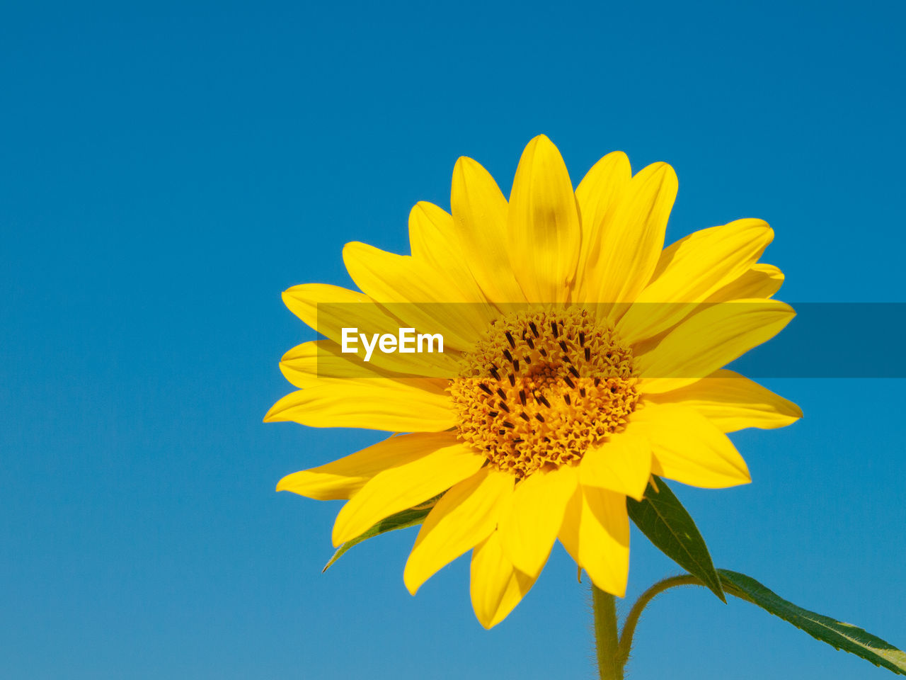 CLOSE-UP OF YELLOW SUNFLOWER AGAINST SKY