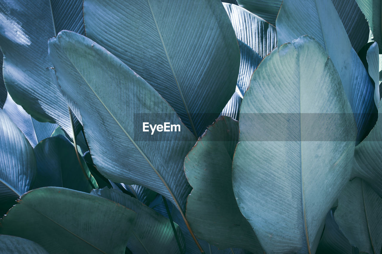 FULL FRAME SHOT OF WHITE FLOWERING PLANTS