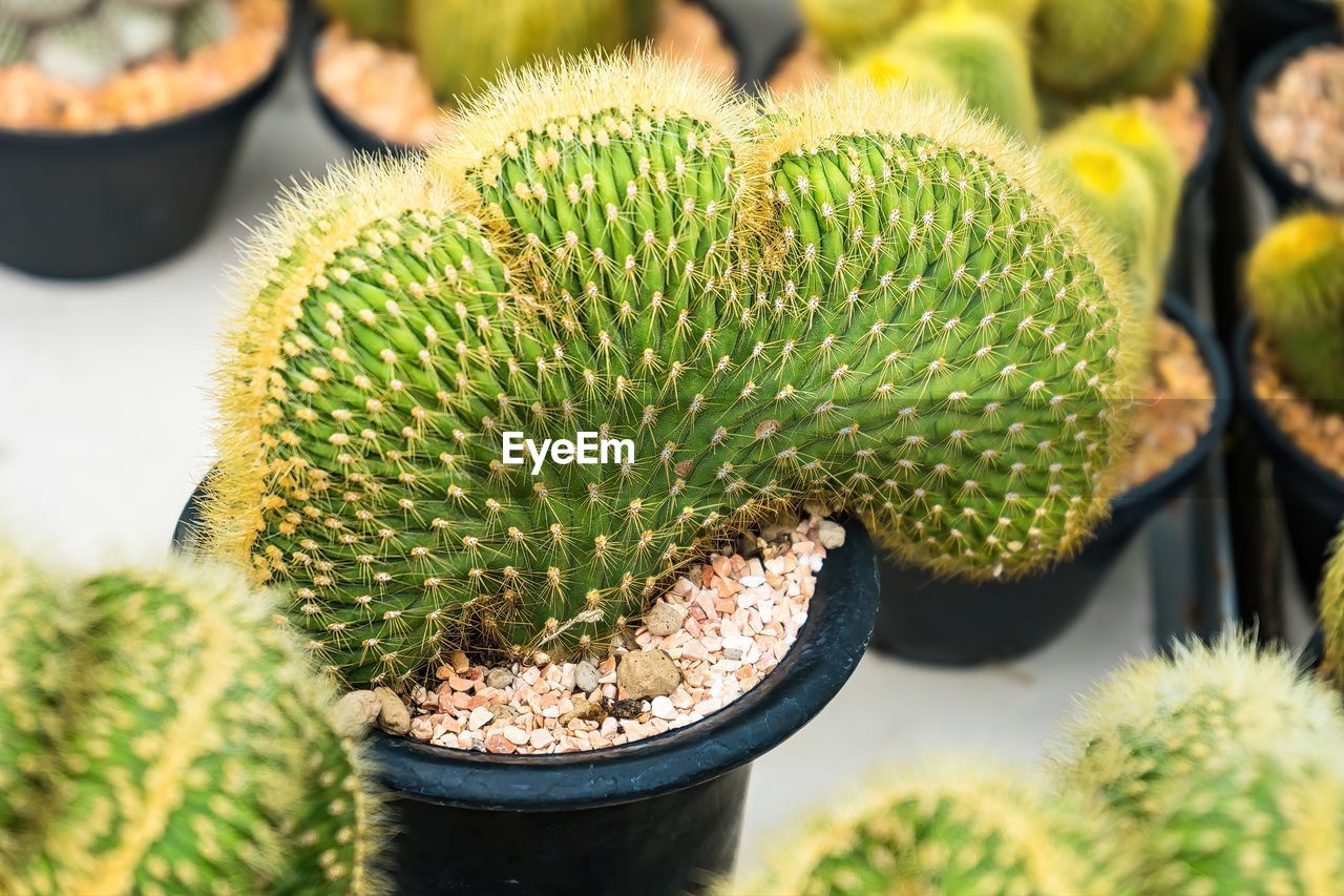 cactus, thorn, succulent plant, plant, green, growth, nature, spiked, sharp, no people, beauty in nature, close-up, potted plant, flower, food, outdoors, food and drink, day, barrel cactus, freshness, focus on foreground, houseplant, environment