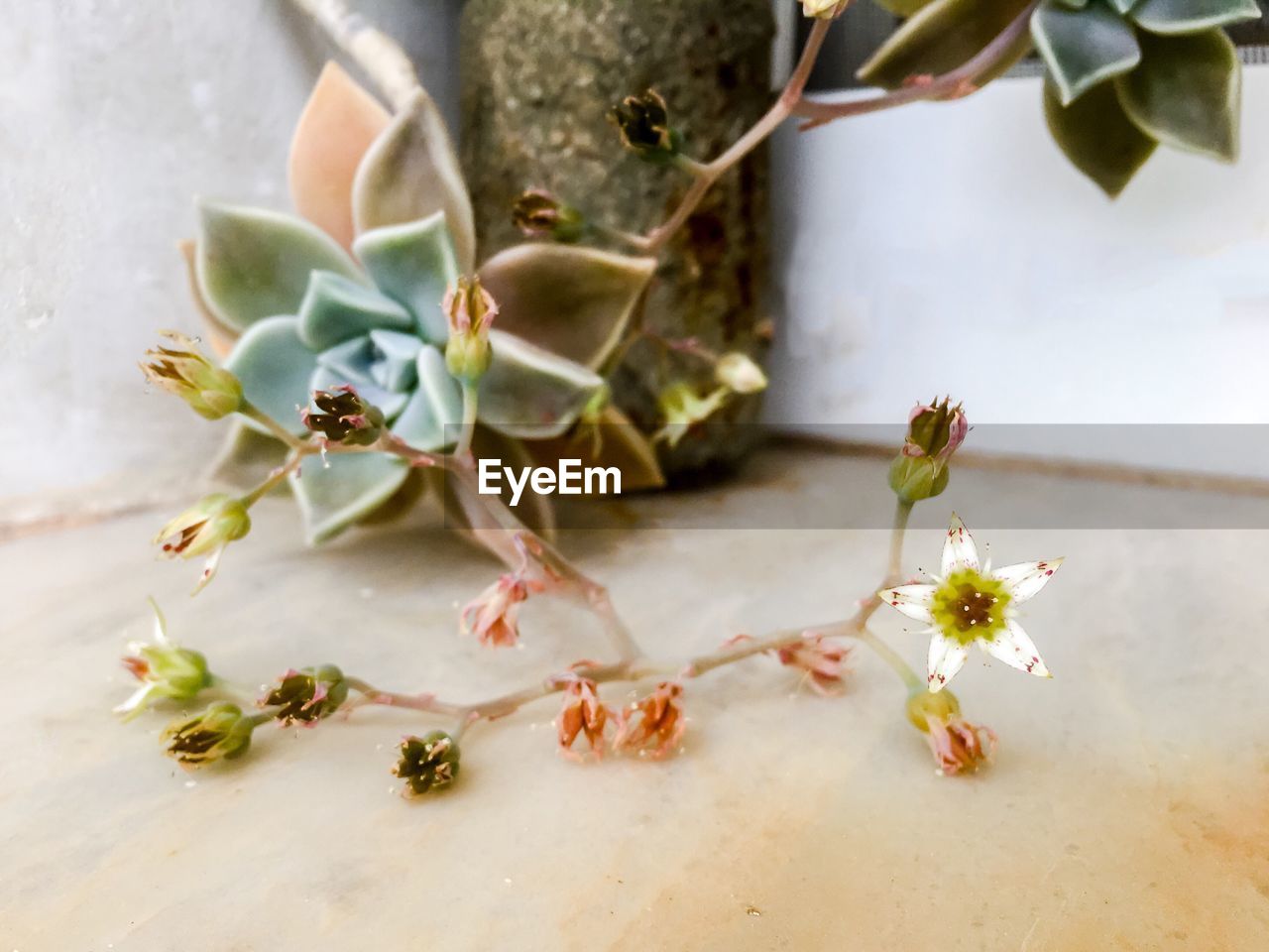 CLOSE-UP OF FLOWERS ON TREE