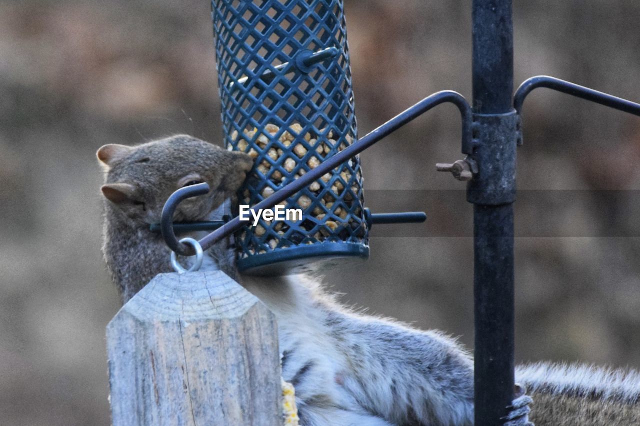 close-up of bird on railing