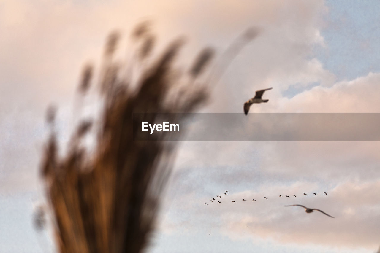 Low angle view of birds flying