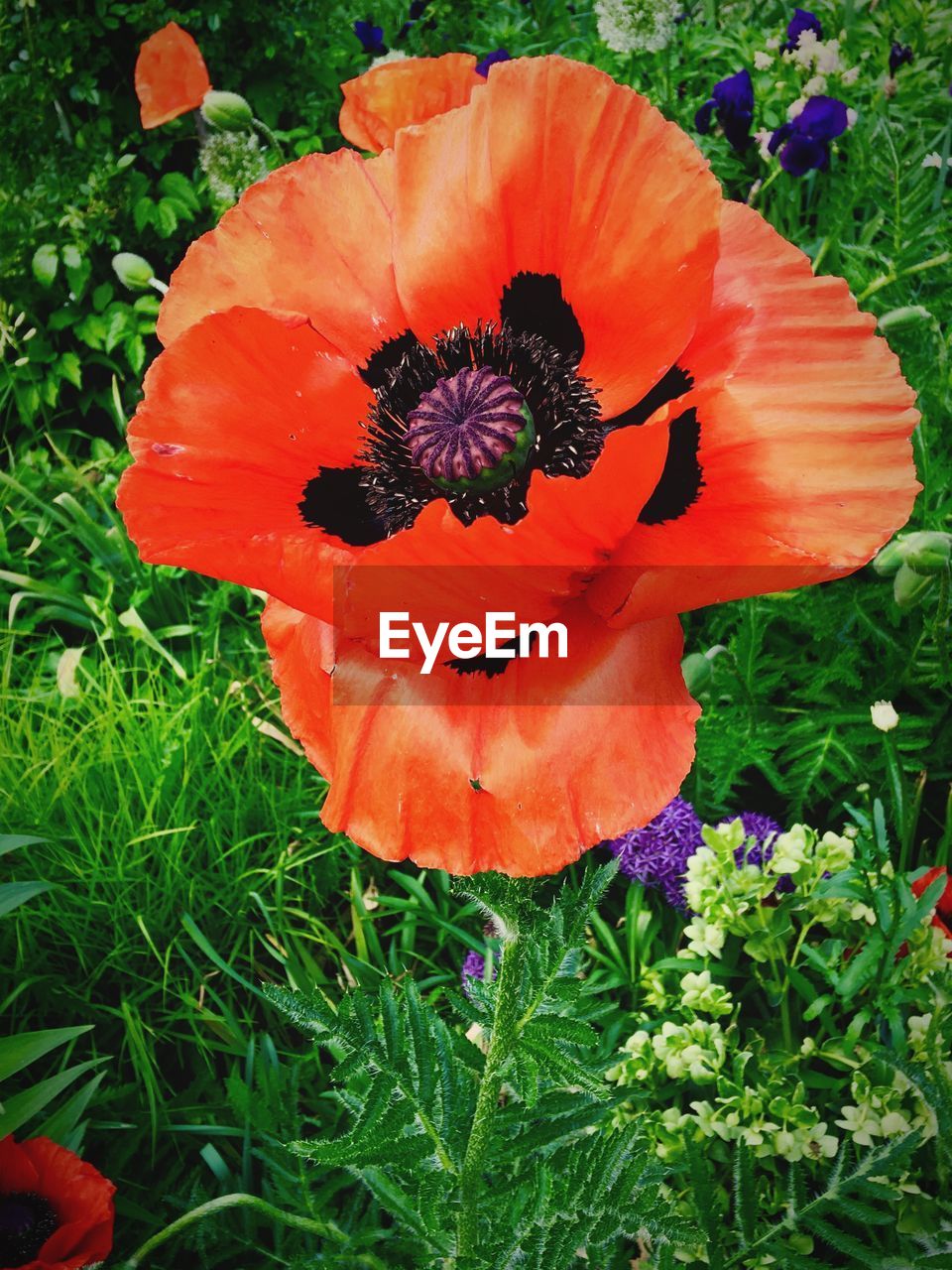 CLOSE-UP OF RED POPPY ON FIELD