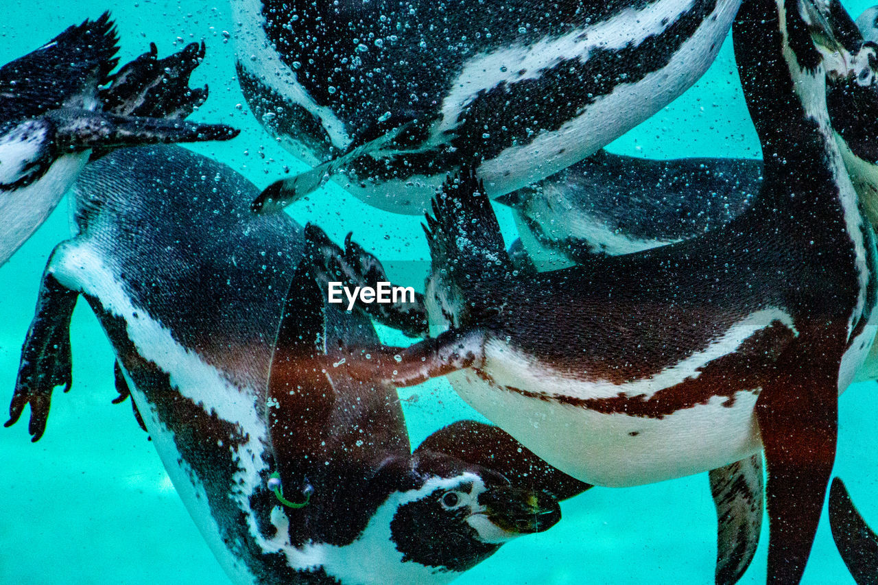 High angle view of penguins swimming in sea