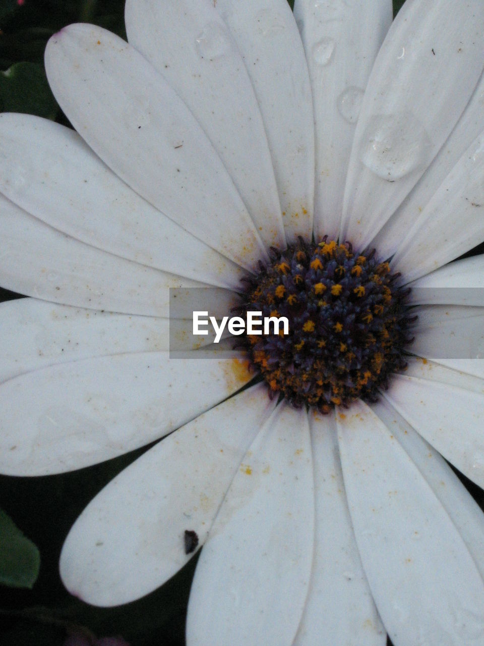 Cropped image of fresh white osteospermum blooming in garden