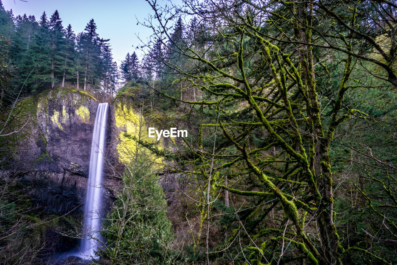 SCENIC VIEW OF FOREST