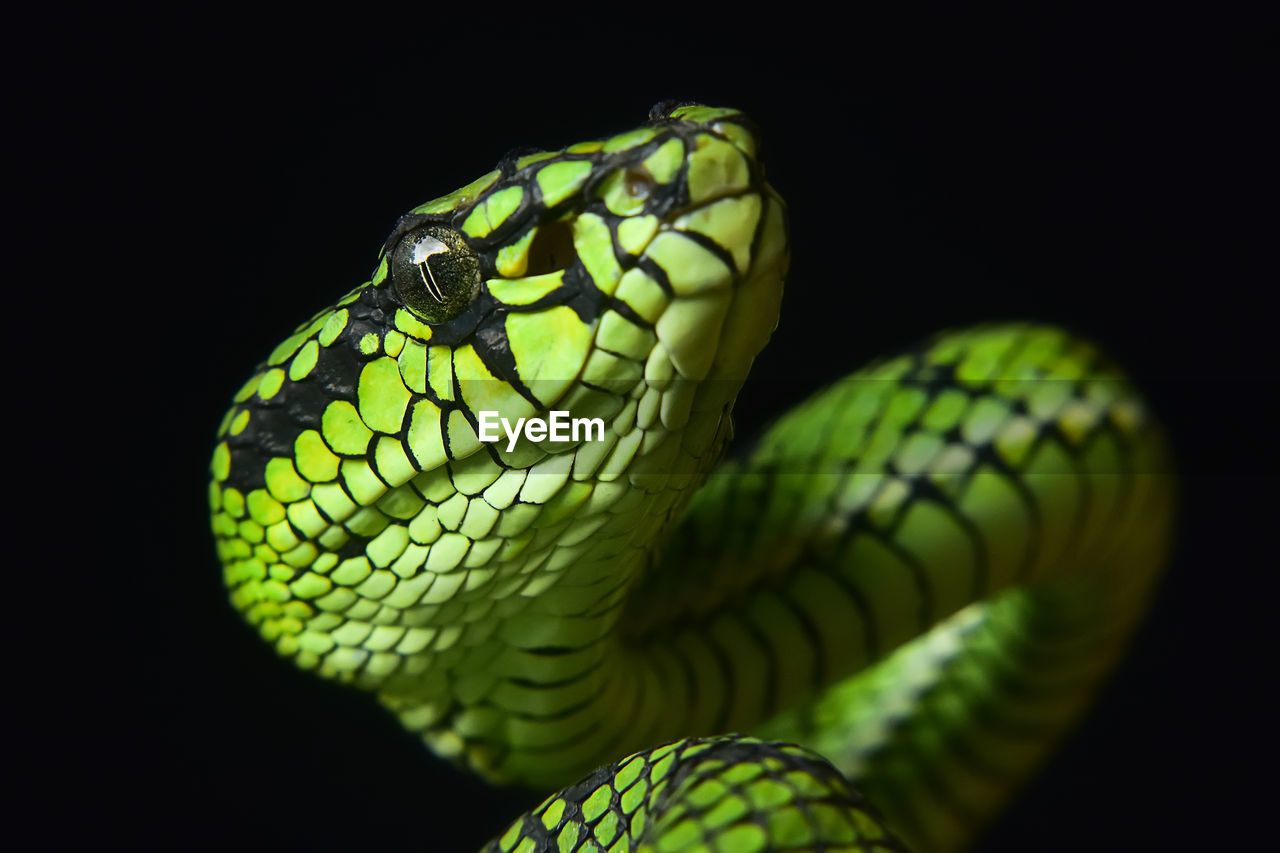 Close-up of green snake against black background