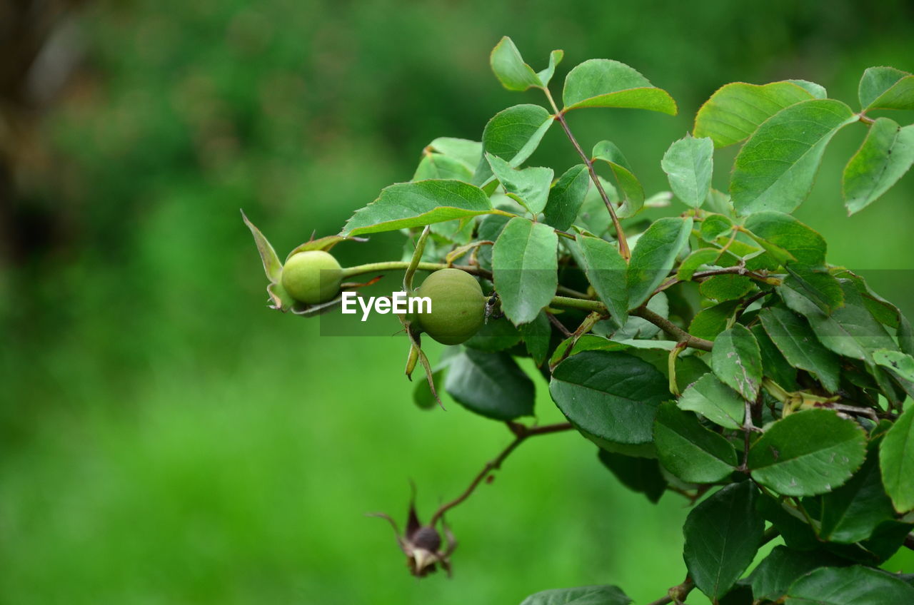 Close-up of berries growing on tree