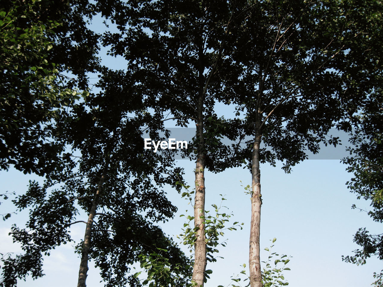 LOW ANGLE VIEW OF TREES AGAINST CLEAR SKY