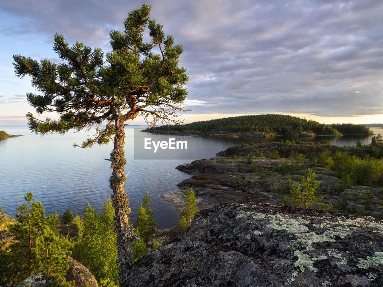A lone tree on the top of the mountain in the rays of the setting sun. lake ladoga. russia
