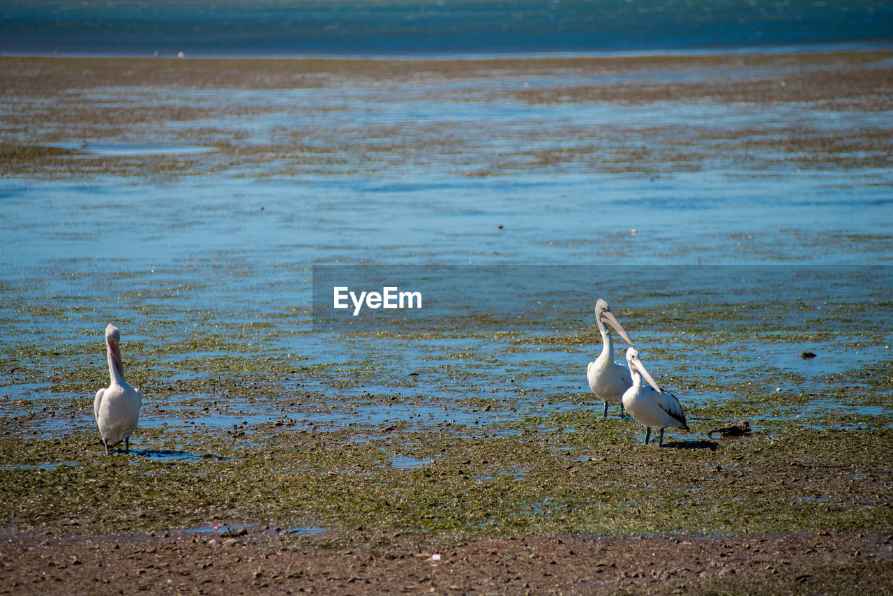 SEAGULLS ON THE SHORE