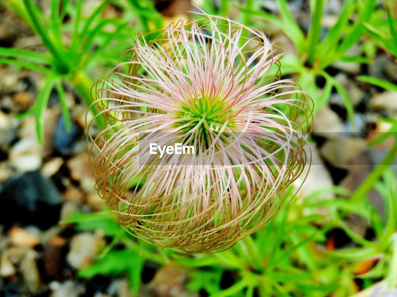 HIGH ANGLE VIEW OF FLOWERING PLANTS ON LAND