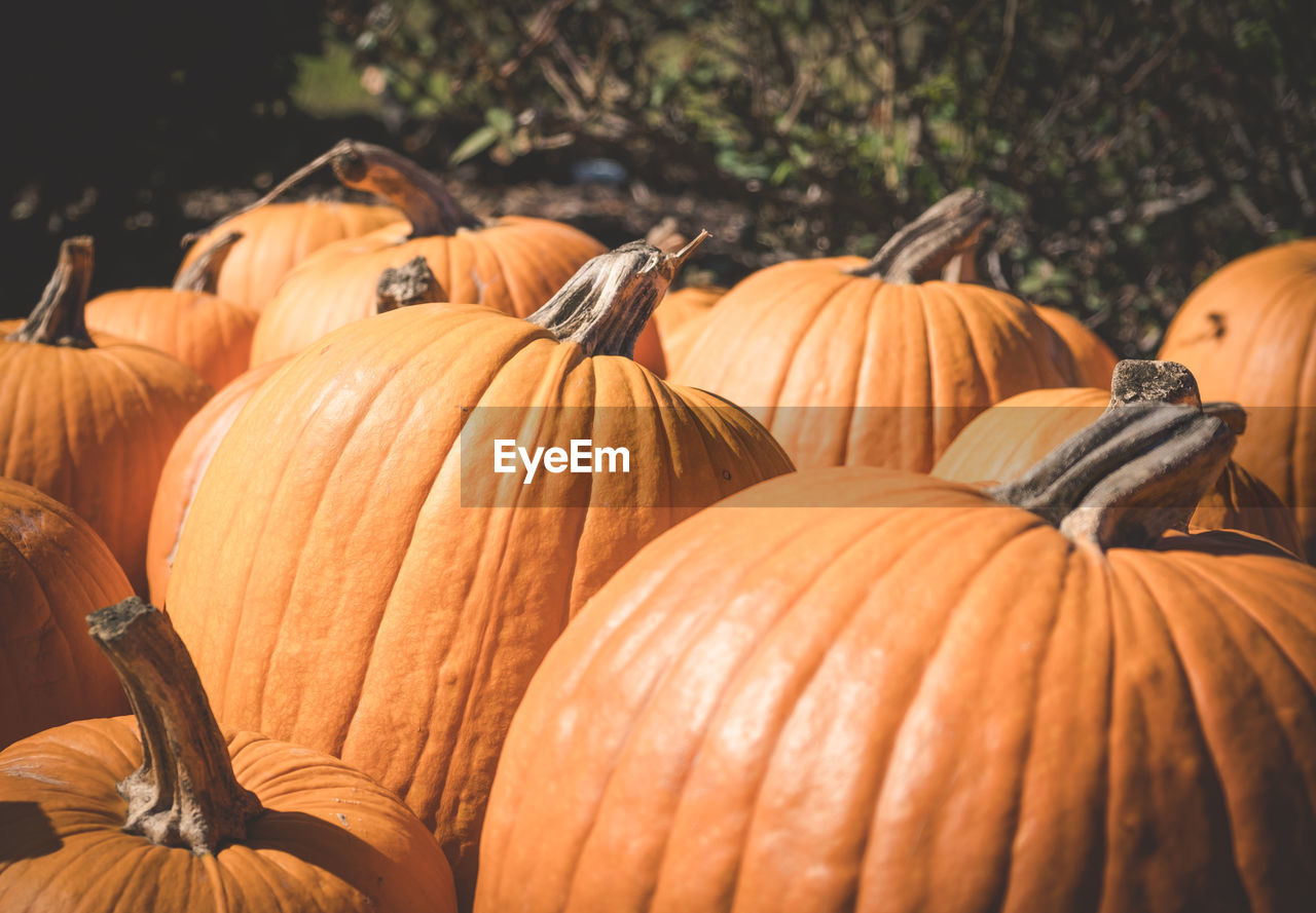 Large orange pumpkins in a patch