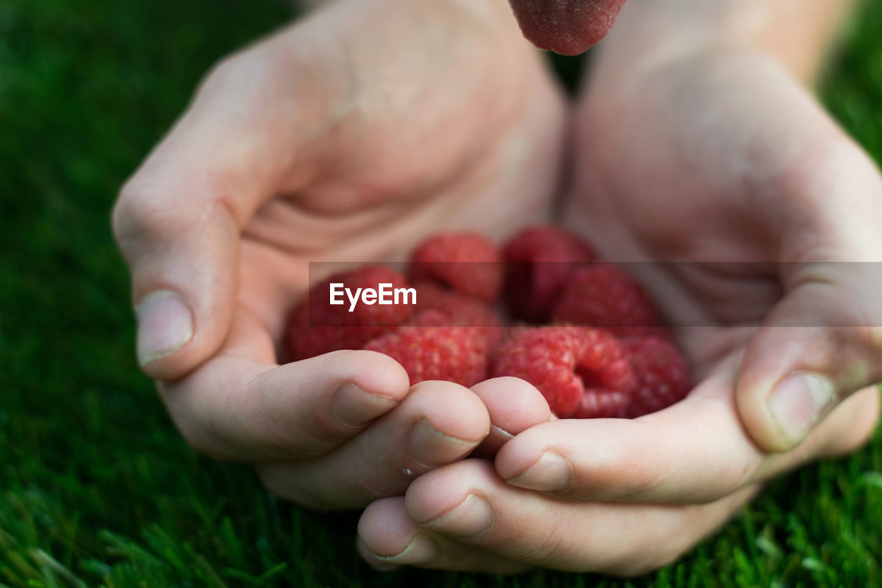 Close-up of hands holding raspberries