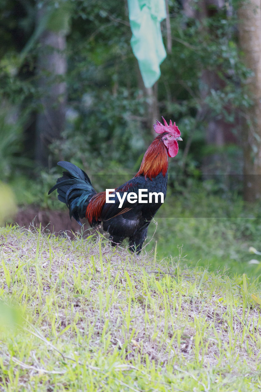 A rooster standing in a community garden, looking for food, aceh-indonesia