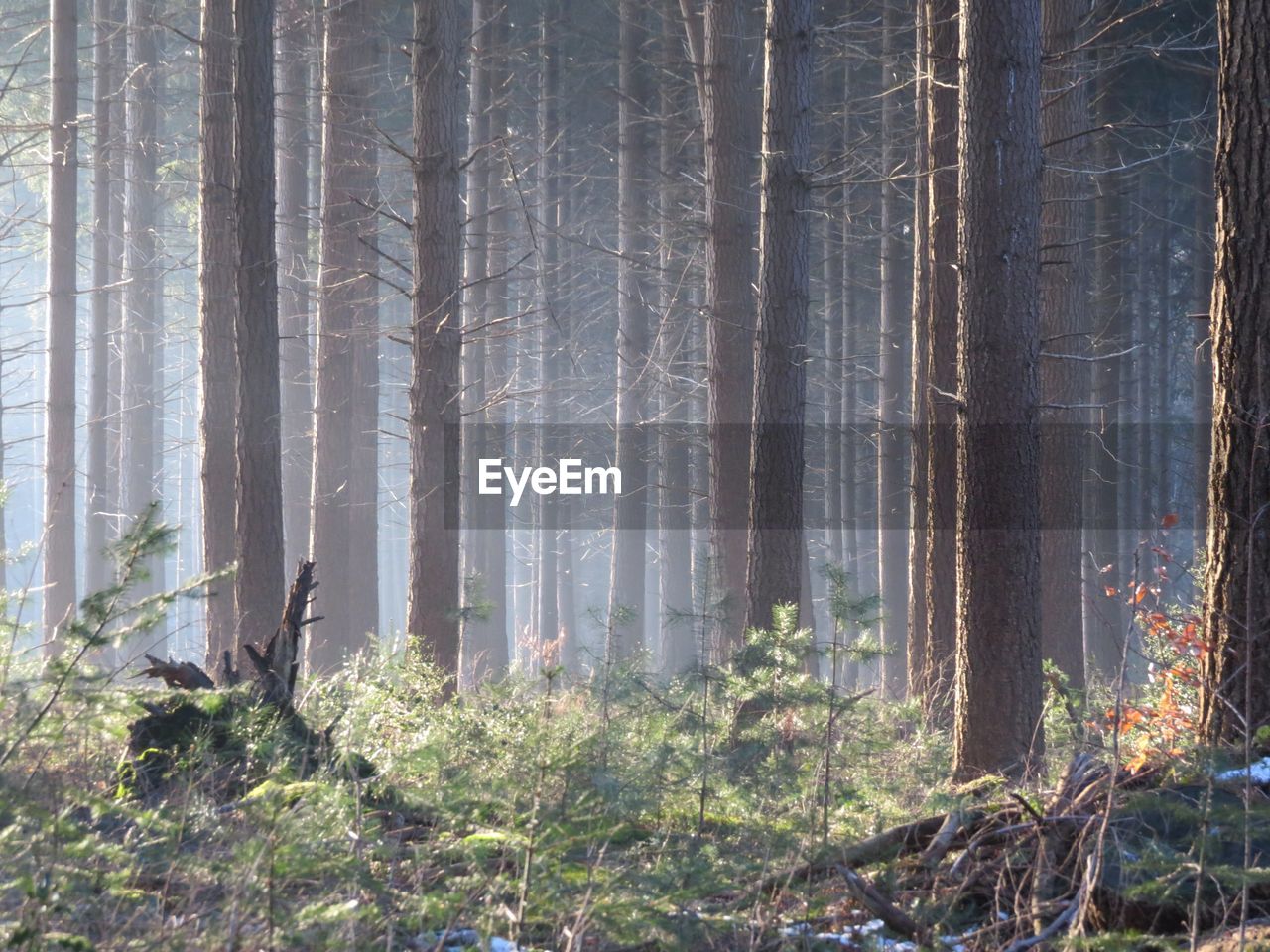 Trees growing in forest