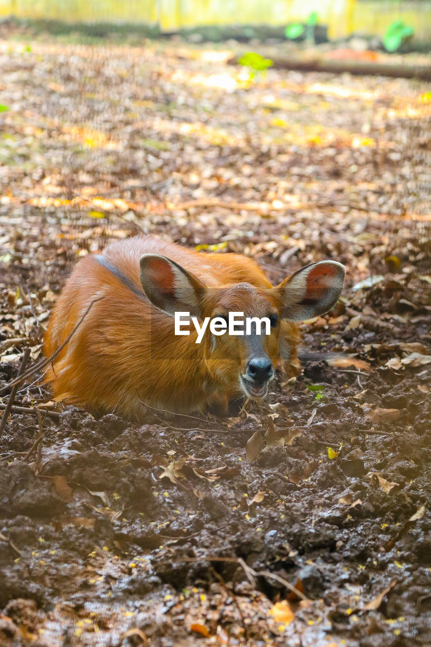 close-up of pig in forest