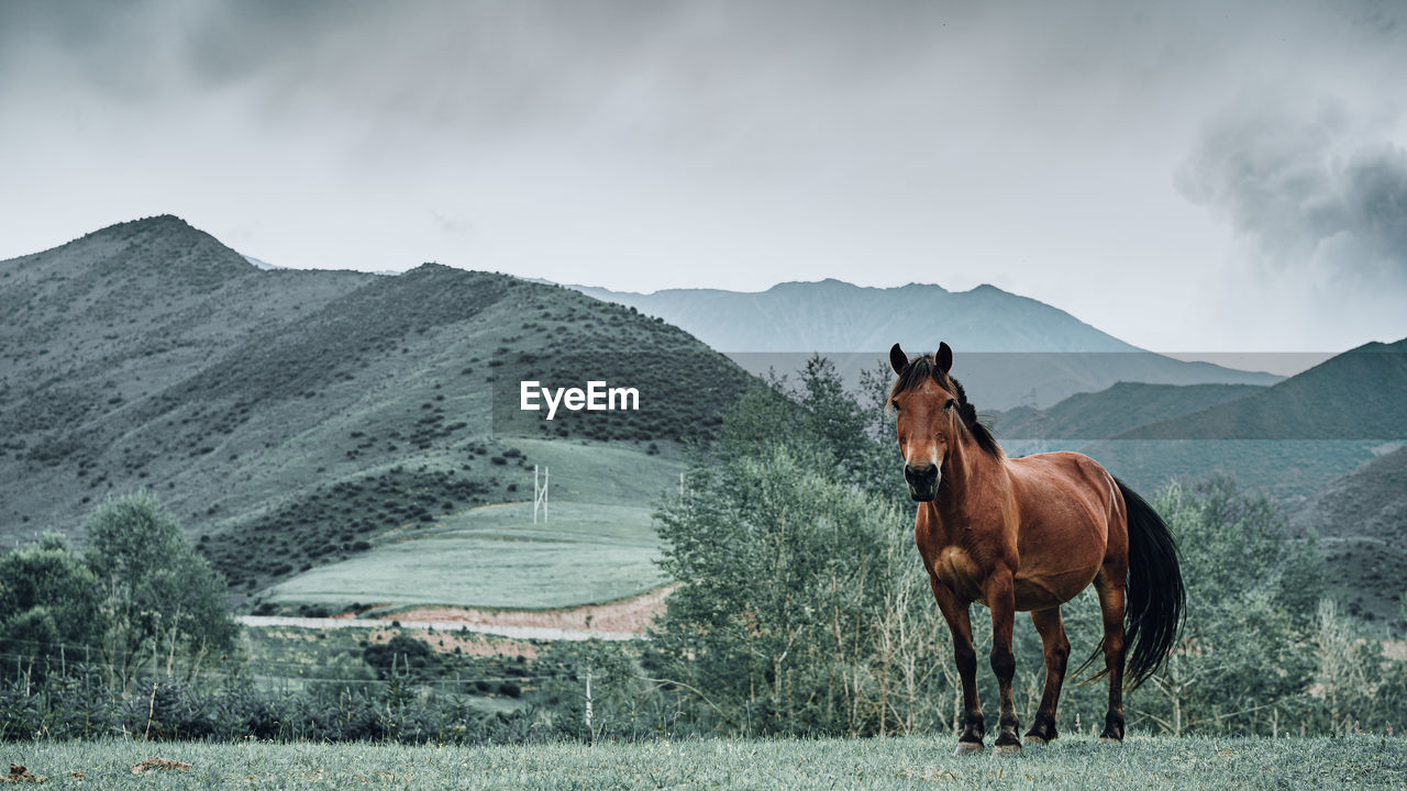 Panoramic view of a horse on field