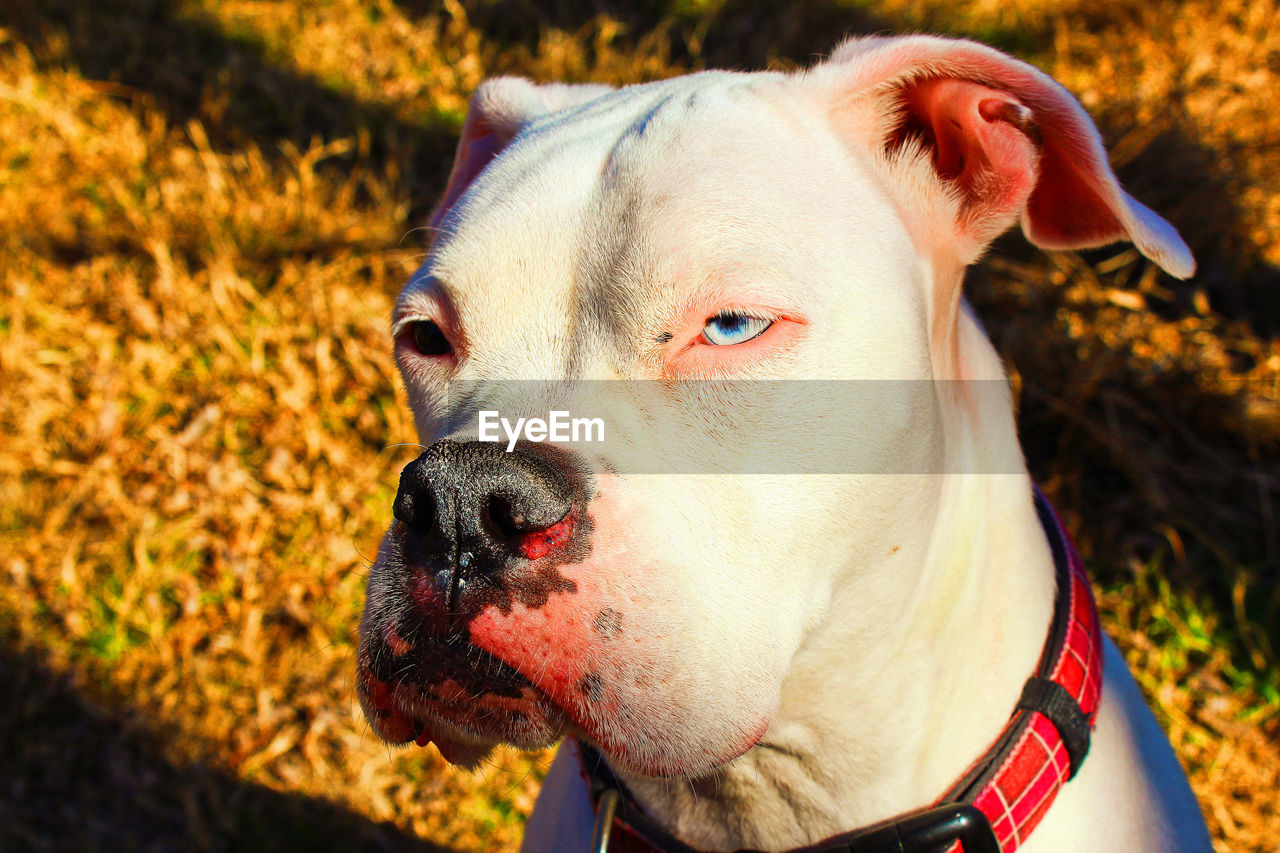 CLOSE-UP OF A DOG IN FIELD