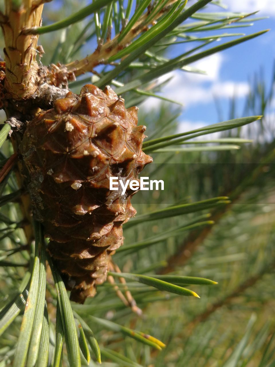 PINE CONES ON TREE