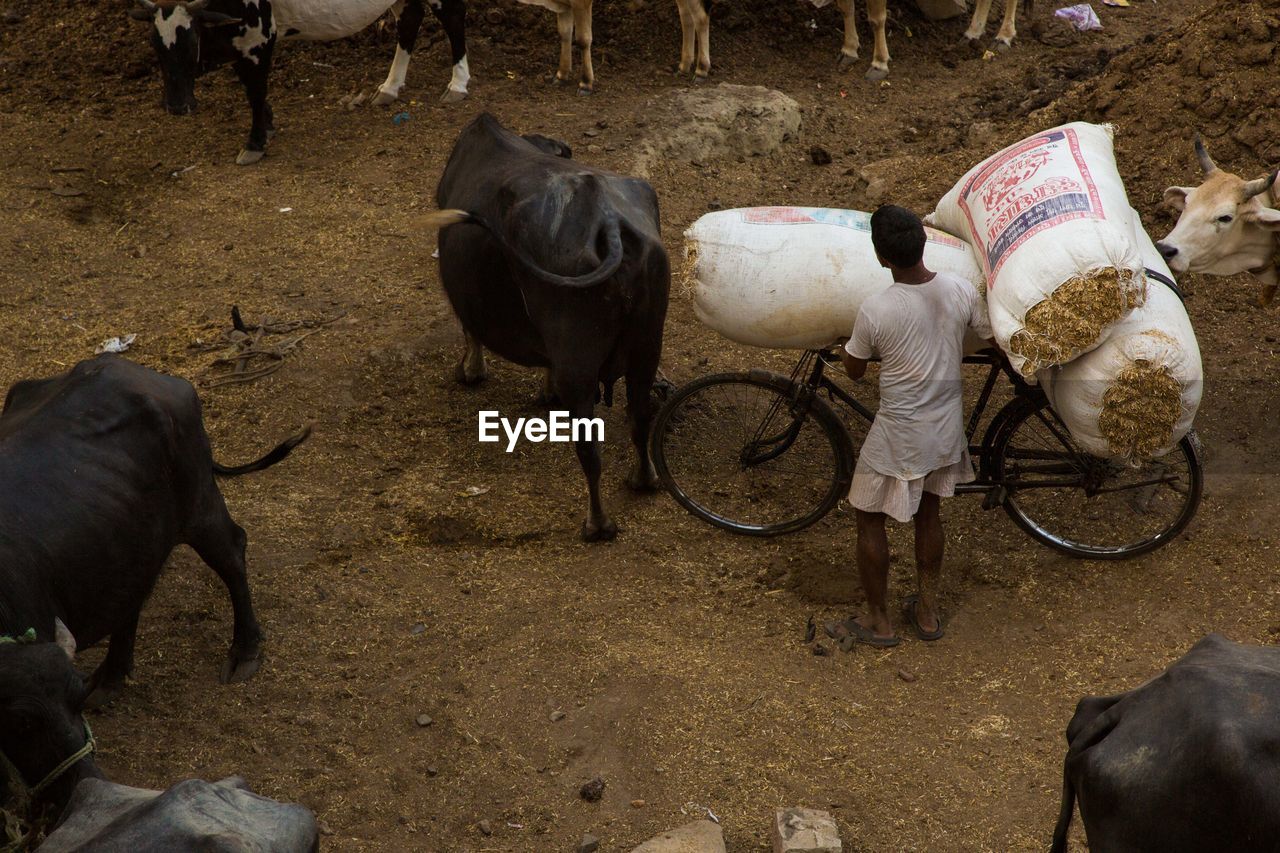 High angle view of man farmer amidst cows and bulls