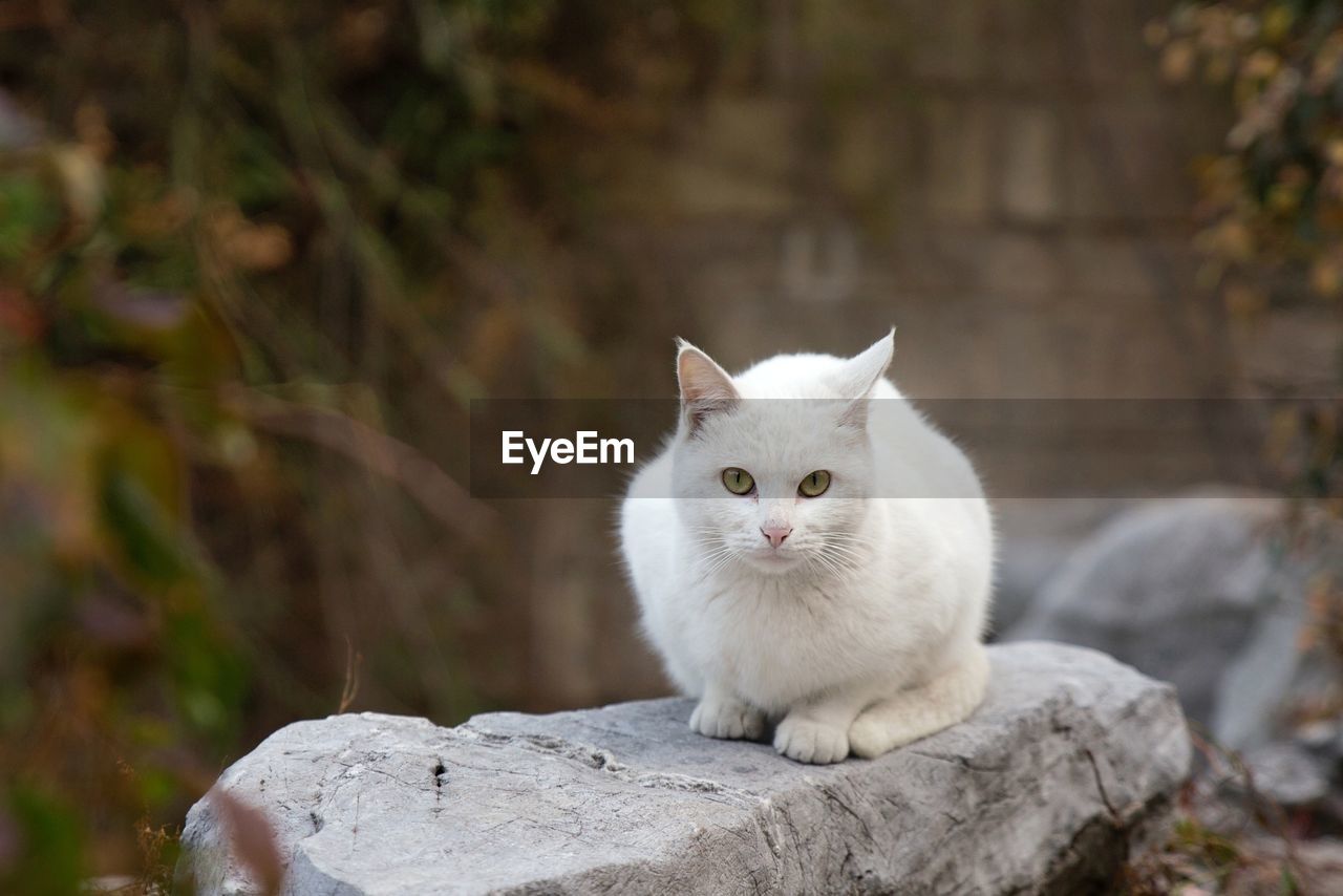 Portrait of white cat sitting outdoors