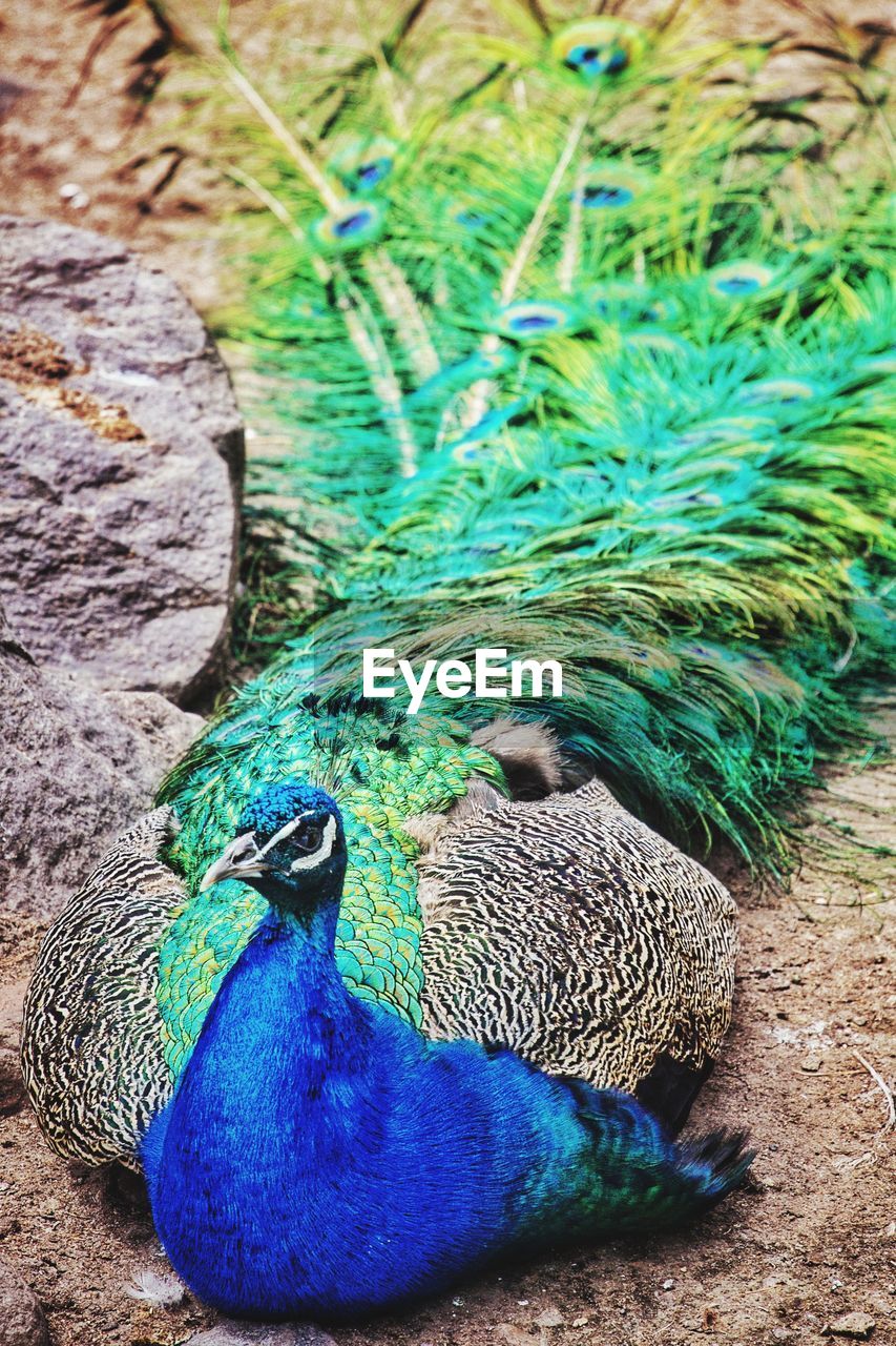 High angle view of peacock