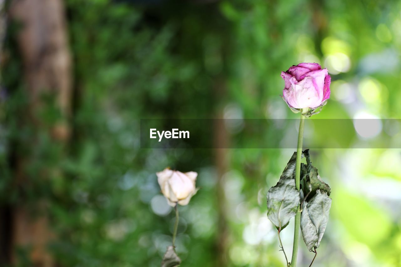 Close-up of pink flowering plant