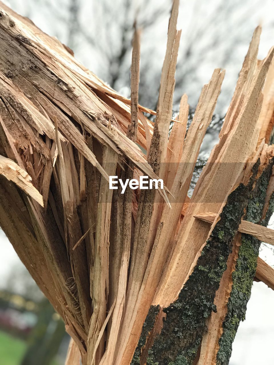 CLOSE-UP OF TREE WOOD