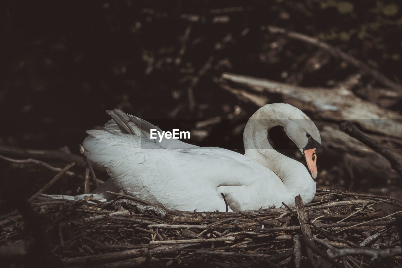 Close-up of swan in nest