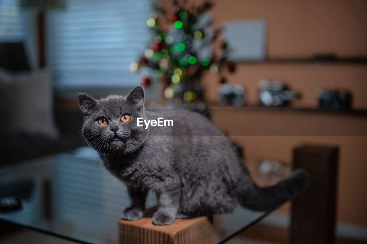 Portrait of cat sitting on table at home