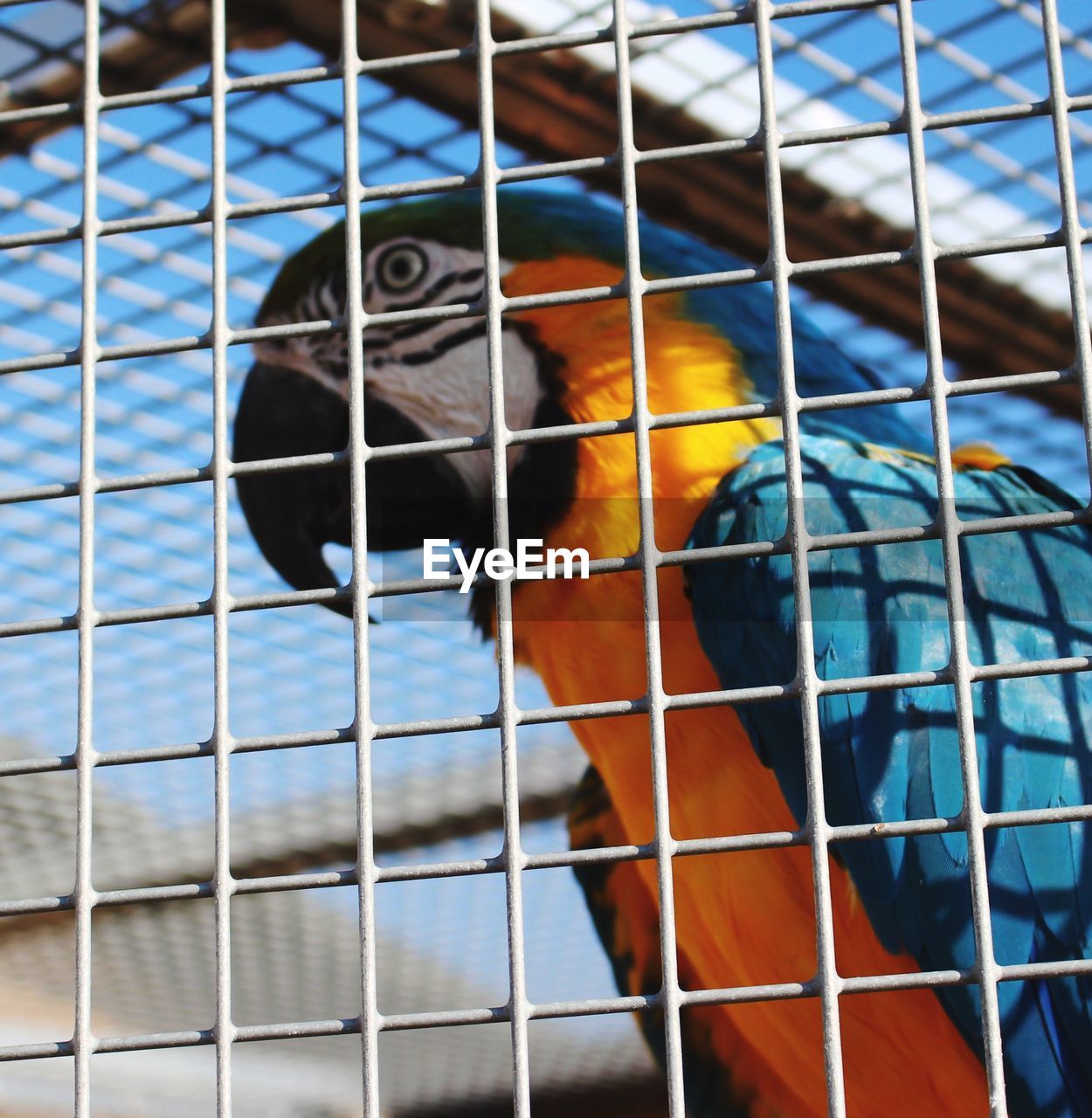 LOW ANGLE VIEW OF PARROT IN CAGE