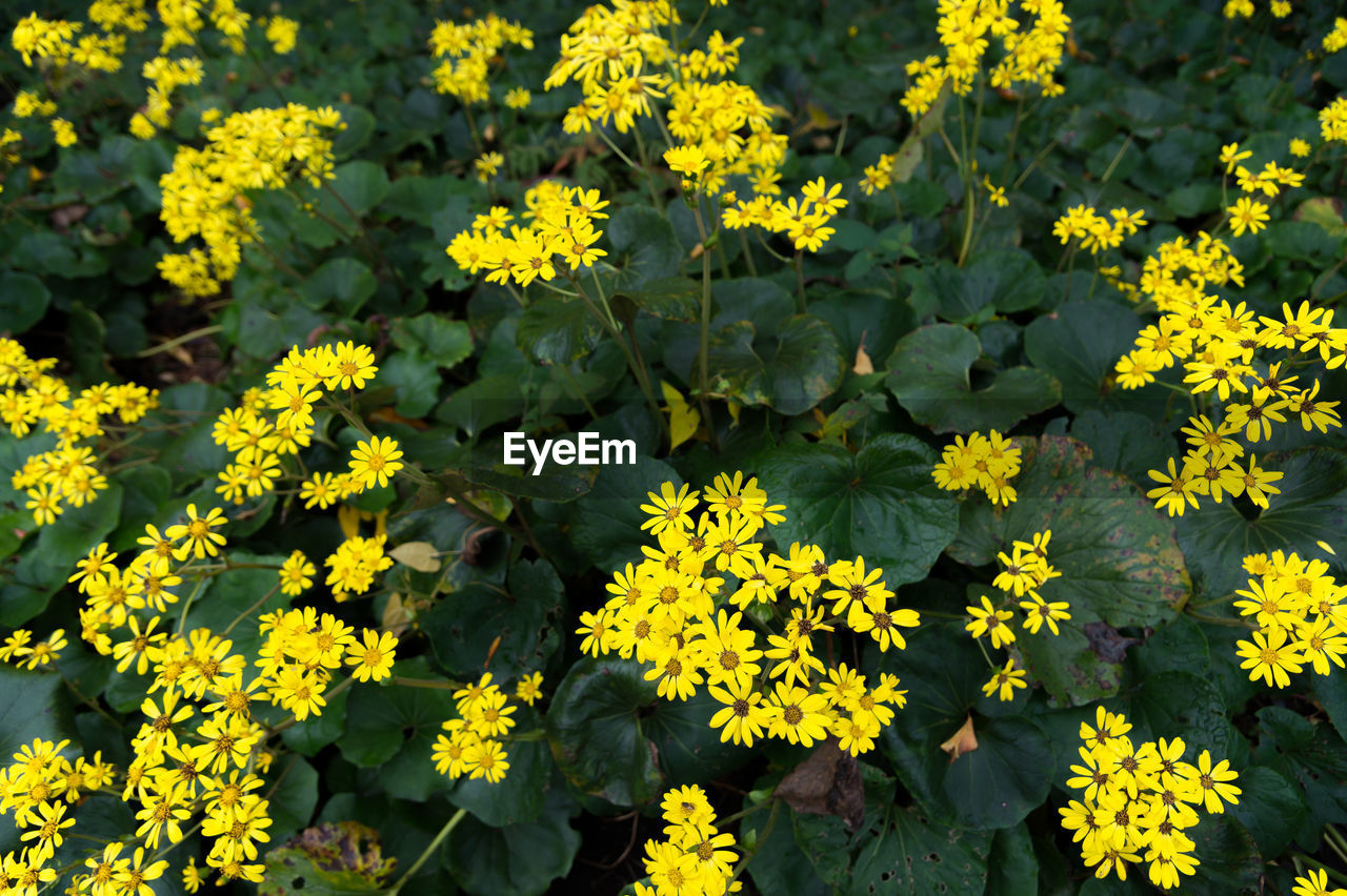 flower, flowering plant, yellow, plant, freshness, beauty in nature, growth, nature, fragility, high angle view, flower head, no people, plant part, day, inflorescence, leaf, full frame, close-up, outdoors, sunlight, green, field, petal, land, botany, abundance, wildflower, backgrounds, garden, vegetable