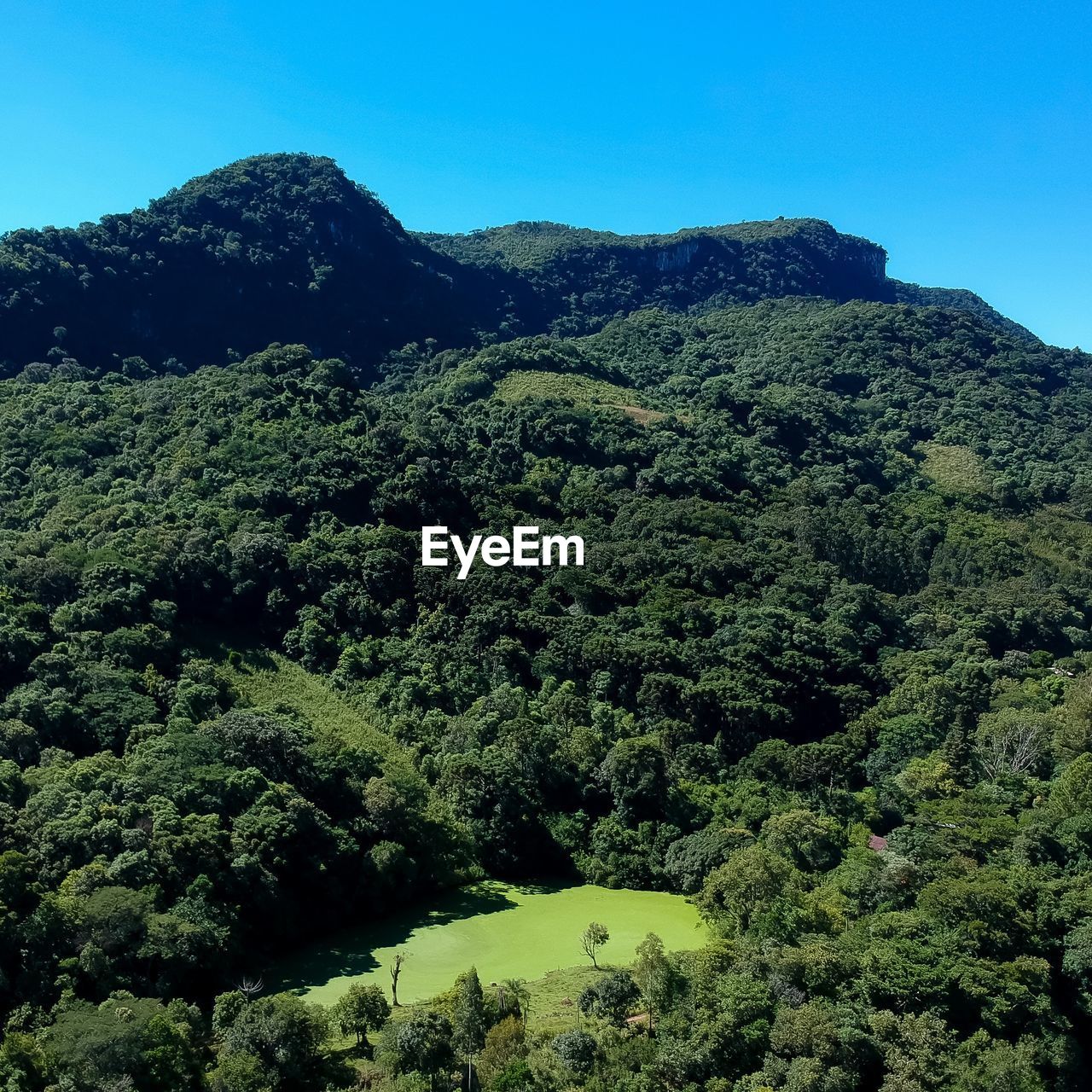 SCENIC VIEW OF TREES AGAINST CLEAR SKY