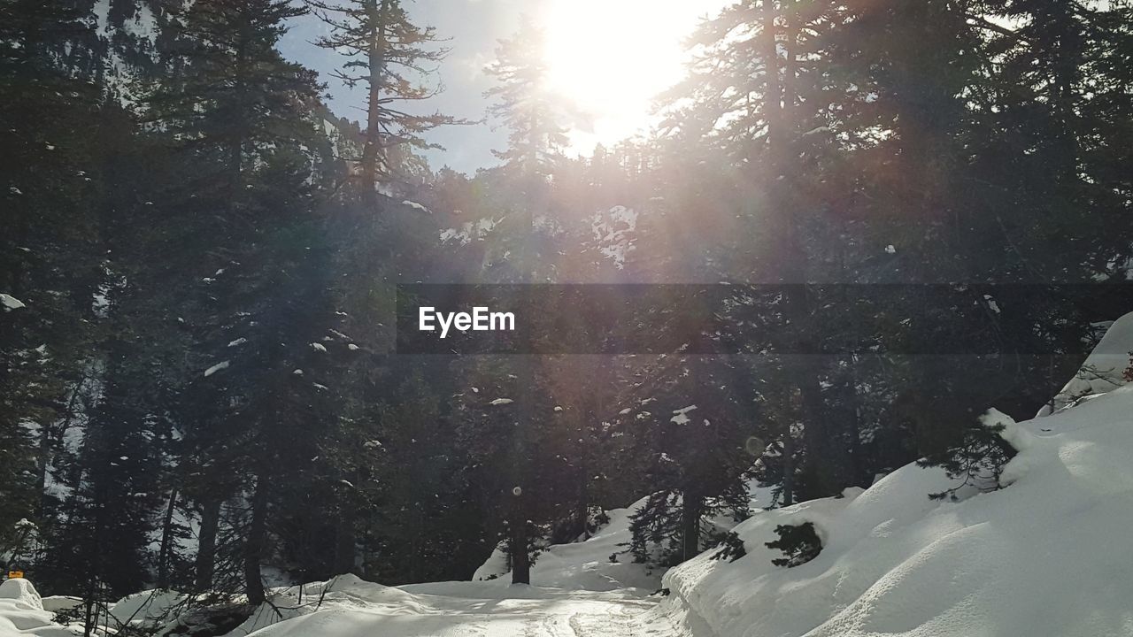 TREES ON SNOW COVERED LANDSCAPE