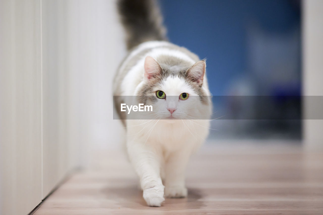 White cat walking on wooden flooring towards camera