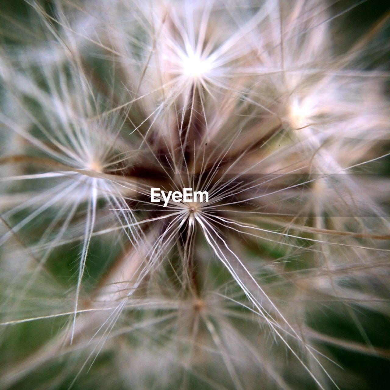 CLOSE-UP OF DANDELION AGAINST SKY