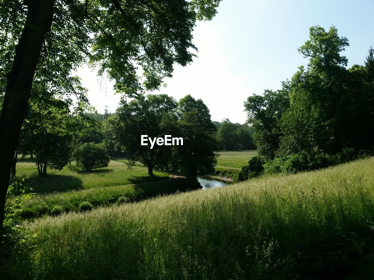 SCENIC VIEW OF GREEN FIELD AGAINST SKY